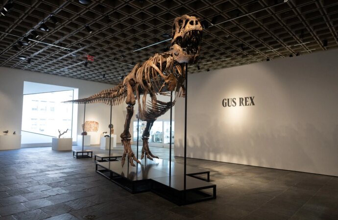 ΗΠΑ: Σκελετός T-Rex πωλήθηκε έναντι 50,1 εκατ. δολαρίων – τιμή-ρεκόρ