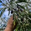 Στοίχημα η ενίσχυση της ελαιοκαλλιέργειας στη Μαγνησία