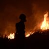 Έκκληση του Ελληνικού Ερυθρού Σταυρού για στήριξη πυρόπληκτων και οικόσιτων ζώων – Πού βρίσκονται τα σημεία συγκέντρωσης