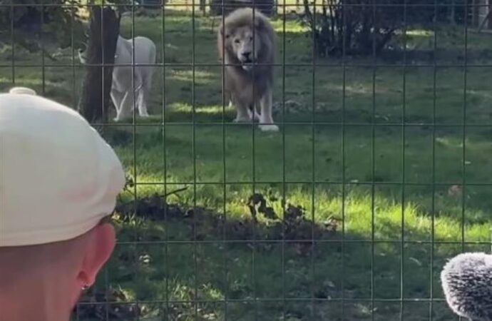 Viral βίντεο: Γάλλος μουσικός νανουρίζει αγέλη λιονταριών με το November Rain