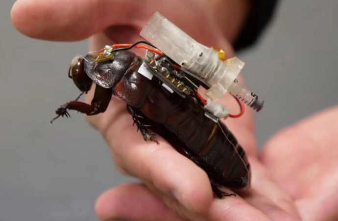 Cyborg κατσαρίδες επιστρατεύονται για επιχειρήσεις διάσωσης μετά από ισχυρούς σεισμούς