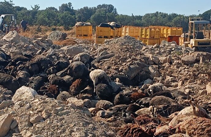 Αφθώδης πυρετός: Ο Περιφερειάρχης Βορείου Αιγαίου υπερασπίζεται την παύση ιχνηλάτησης και θανατώσεων, «συνεχίζουμε κανονικά» απαντά το υπουργείο