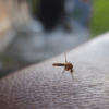 Chikungunya: Η νέα εξωτική απειλή που φέρνουν τα κουνούπια