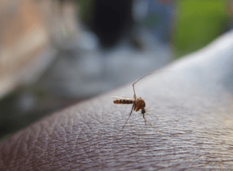 Chikungunya: Η νέα εξωτική απειλή που φέρνουν τα κουνούπια