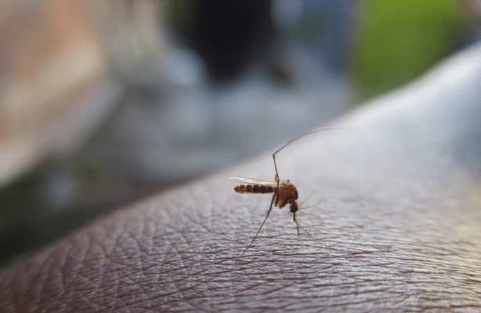 Chikungunya: Η νέα εξωτική απειλή που φέρνουν τα κουνούπια