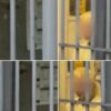 Υπόθεση Μαζωνάκη: Οι πρώτες ημέρες των δύο κατηγορούμενων γιατρών στη φυλακή – Η 56χρονη ζήτησε καλλυντικά