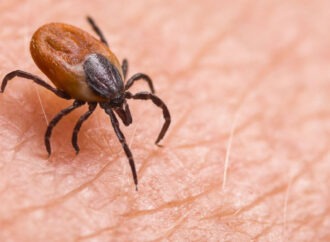 Νέος ιός ALTNV εντοπίστηκε: Ασθένεια που μεταδίδεται με τσιμπήματα τσιμπουριών